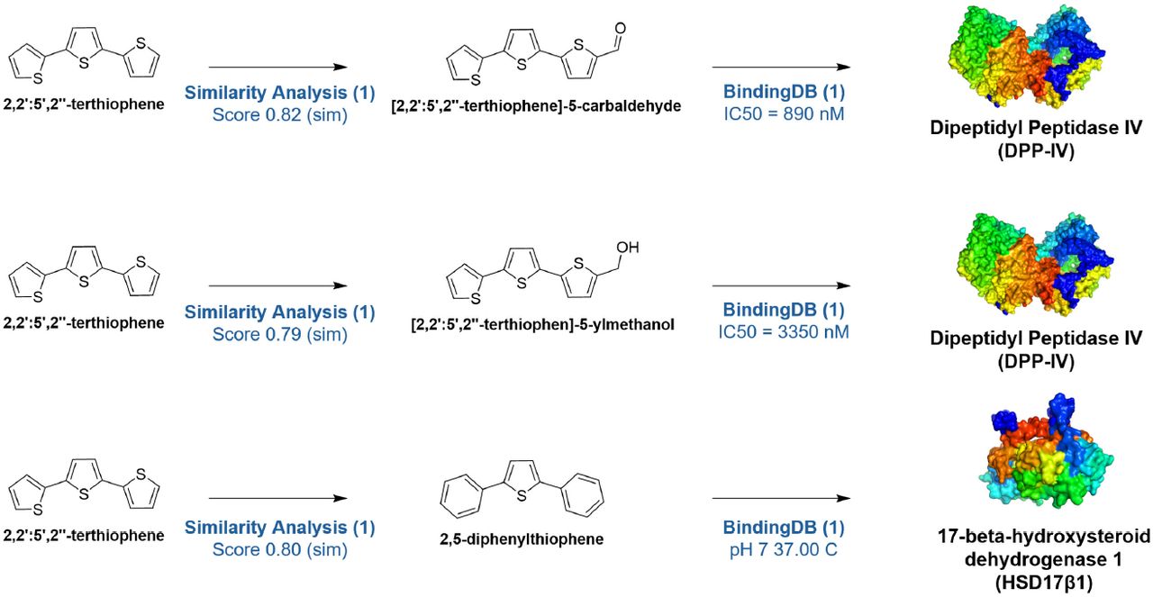 Chain of evidence showing how Plex linked α-terthienyl to DPP-IV and HSD17β1 through similarity analysis and binding database predictions