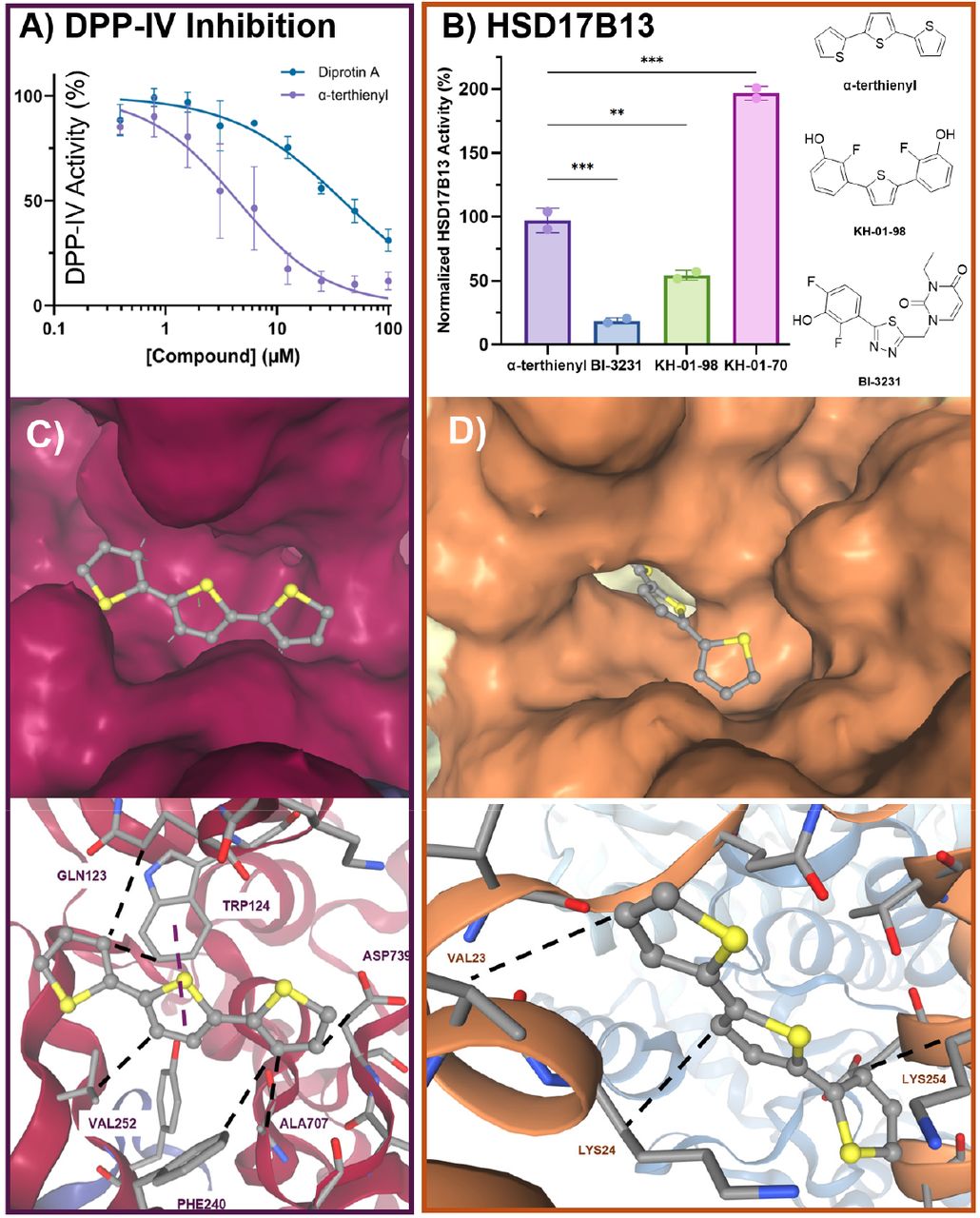 Biochemical inhibition of DPP-IV, HSD17β13 activity assay, and molecular docking of α-terthienyl into DPP-IV and HSD17β13 binding pockets